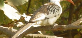 Der Rotschnabeltoko (Tockus erythrorhynchus) in Gambia 2