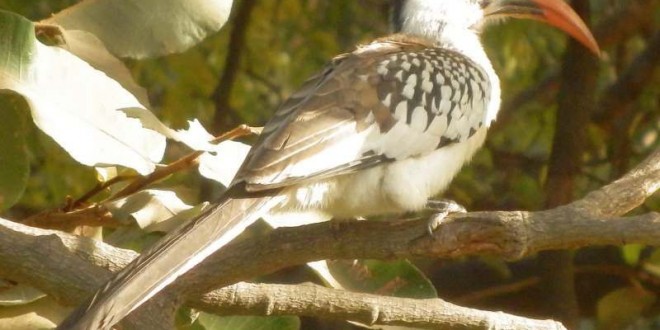 Der Rotschnabeltoko (Tockus erythrorhynchus) in Gambia 2