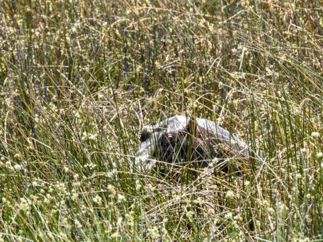 mokoro-okavango-delta-16