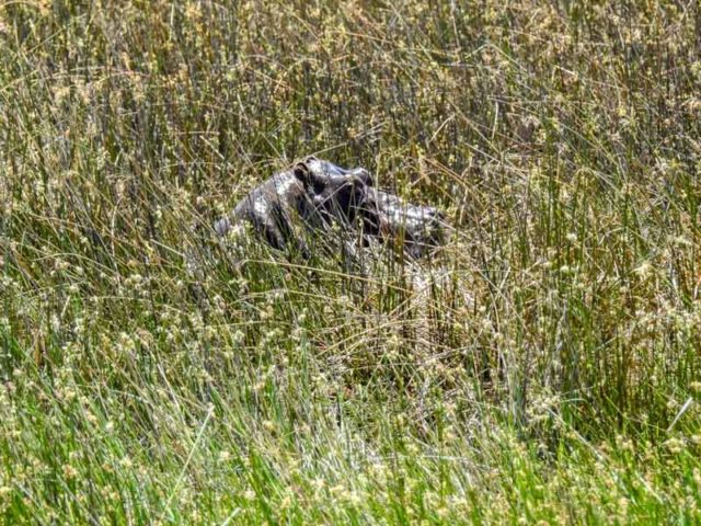 mokoro-okavango-delta-17