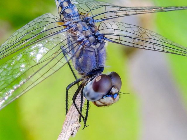 mokoro-okavango-delta-20