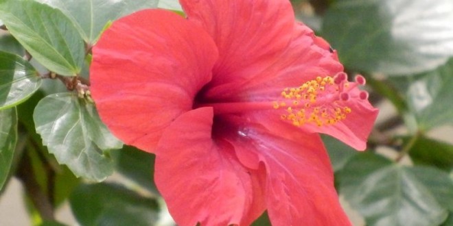 Schön blühen die Blumen in Gambia 6