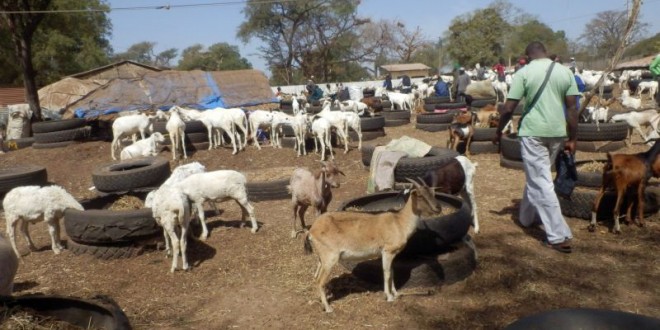 Der Viehmarkt von Abuko ist ein Erlebnis 5