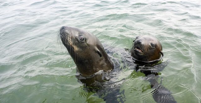 walvis-bay-robben-kayak-13